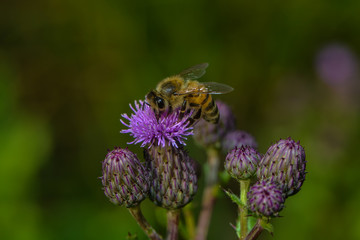 Eine Biene auf Wollköpfiger Kratzdistel