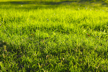 Green grass background