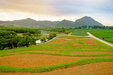 Fototapeta premium Tea Plantation in Chiang Rai province