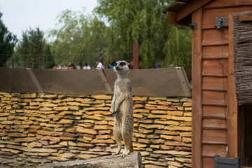 Surykatka - mieszkaniec pustyni  © Senatorek