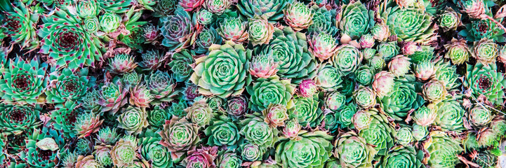 Succulents. Natural background.
