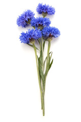 Blue Cornflower Herb or bachelor button flower bouquet isolated