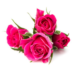 pink rose flower head isolated on white background cutout
