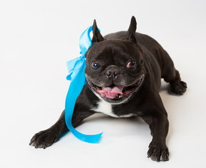 Animals. One black dog French Bulldog white isolated, blue bow