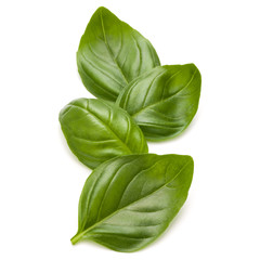 Sweet basil herb leaves handful isolated on white background clo