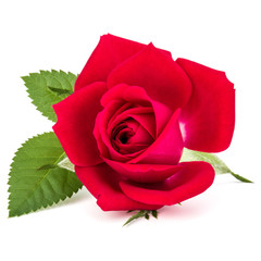 red rose flower head isolated on white background cutout