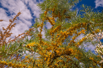 Sanddorn, Sanddornstrauch