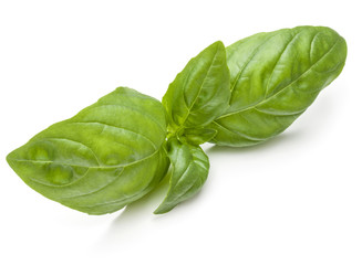 Sweet basil herb leaves isolated on white background closeup