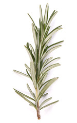 rosemary herb spice leaves isolated on white background cutout