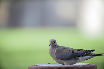 Mourning Dove