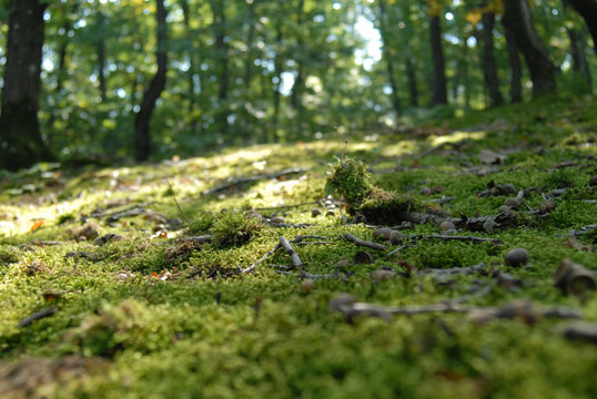 Forest, Nature, Wood,Suma, Drvo,Priroda, Lisce