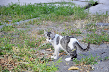 красивый и милый кот смотрит в даль