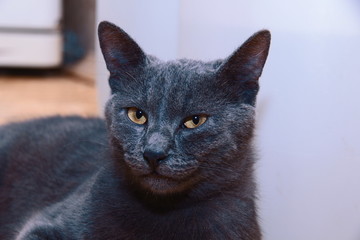 красивый и милый кот смотрит в даль