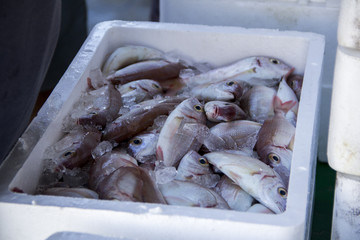 Fresh fish and shellfish in Cambrils Harbor, Tarragona, Spain.
