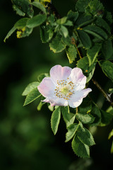 Fototapeta premium Blooming apple tree; beautiful white blossoms