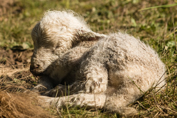 Naklejka na ściany i meble closeup of sleeping newborn lamb