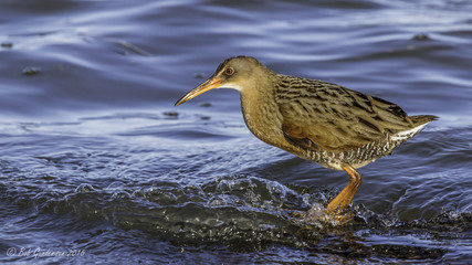 Ridgway's Rail