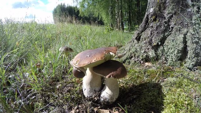 Burgundy snail crawling on king bolete mushroom on sunny day, time lapse 4k