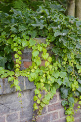 Fresh spring green leaves plant over brick wall background