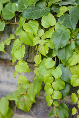 Fresh spring green leaves plant over brick wall background