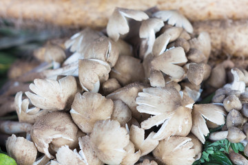 Termite Mushroom (Termitomyces fuliginosus Heim.)