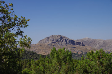 Pines  at Sierra Nevada. A mountain range in the region of Andalusia in Spain