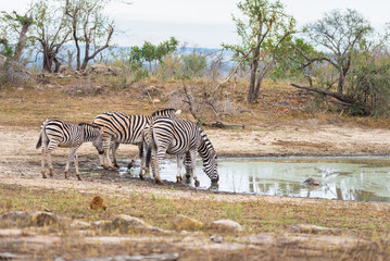 Herd of Zebras drinking from waterhole in the bush. Wildlife Safari in the Kruger National Park, major travel destination in South Africa.