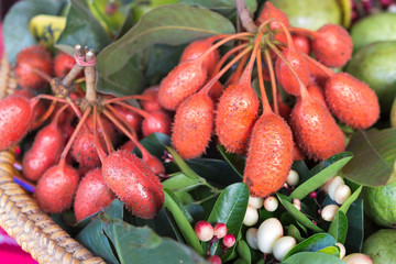 Forest fruit, Uvaria rufa Blume fruit, Herb rare and endangered