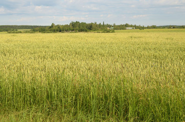 Rye rostet on the field.