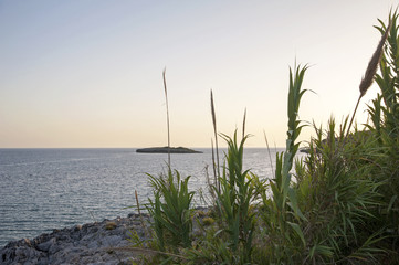 Fototapeta na wymiar Vegetation along the coast