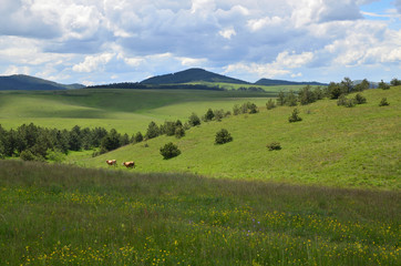 Pasture on Zlatibor Mountain in Serbia with two cows grazing and with hills are in background