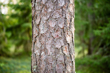Misty morning in the woods. forest with tree trunks