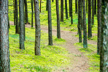 Misty morning in the woods. forest with tree trunks