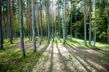 Misty morning in the woods. forest with tree trunks