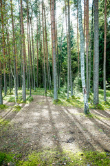 Misty morning in the woods. forest with tree trunks
