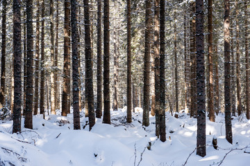 Misty morning in the woods. forest with tree trunks