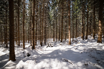 Misty morning in the woods. forest with tree trunks