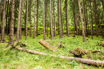 Misty morning in the woods. forest with tree trunks
