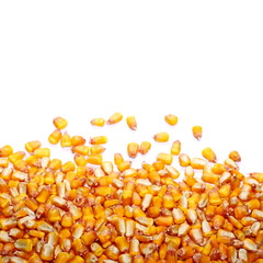 Pile corn grains isolated on white background, hybrid  