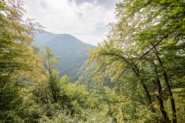 Misty morning in the woods. forest with tree trunks