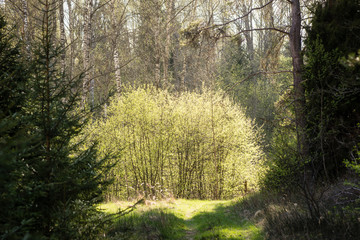 Misty morning in the woods. forest with tree trunks