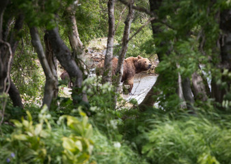 Fototapeta na wymiar Bear behind the trees