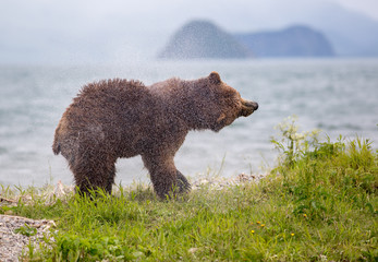 Shake those water off © Dan