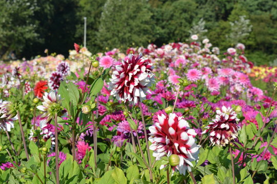 Purple and white Dahlias in a field of other Dahlias
