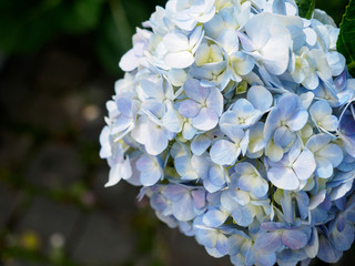 hydrangea flowers tender romantic floral background