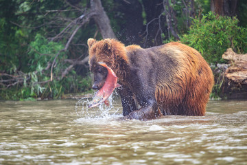 Salmon catch