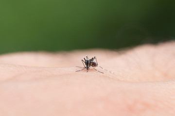 Aedes aegypti Mosquito. Close up a Mosquito sucking human blood,