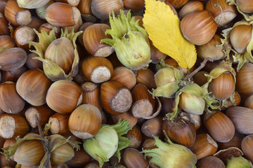 Close up of a lot of hazel chest nuts on a wooden background
