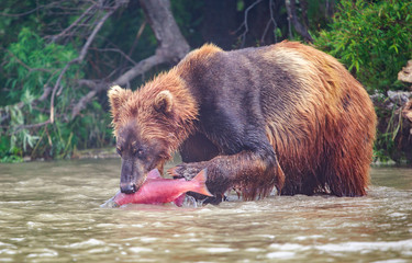 Lunch time for the bear, nice tasty salmon