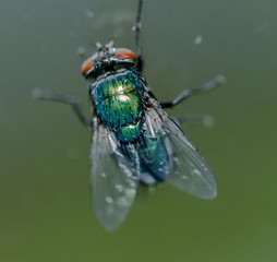 fly